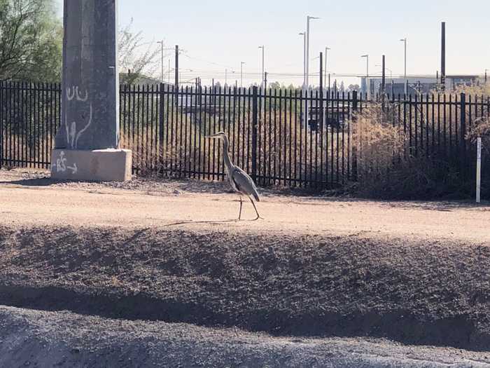 A Great Blue Heron walking along the gravel bank of a canal in Phoenix