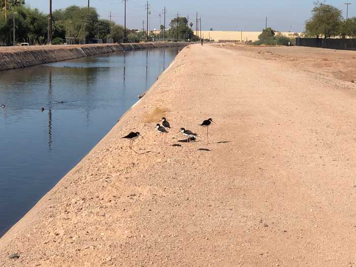 A group of six Black Necked Stilts standing on the gravel bank of a canal in Phoenix
